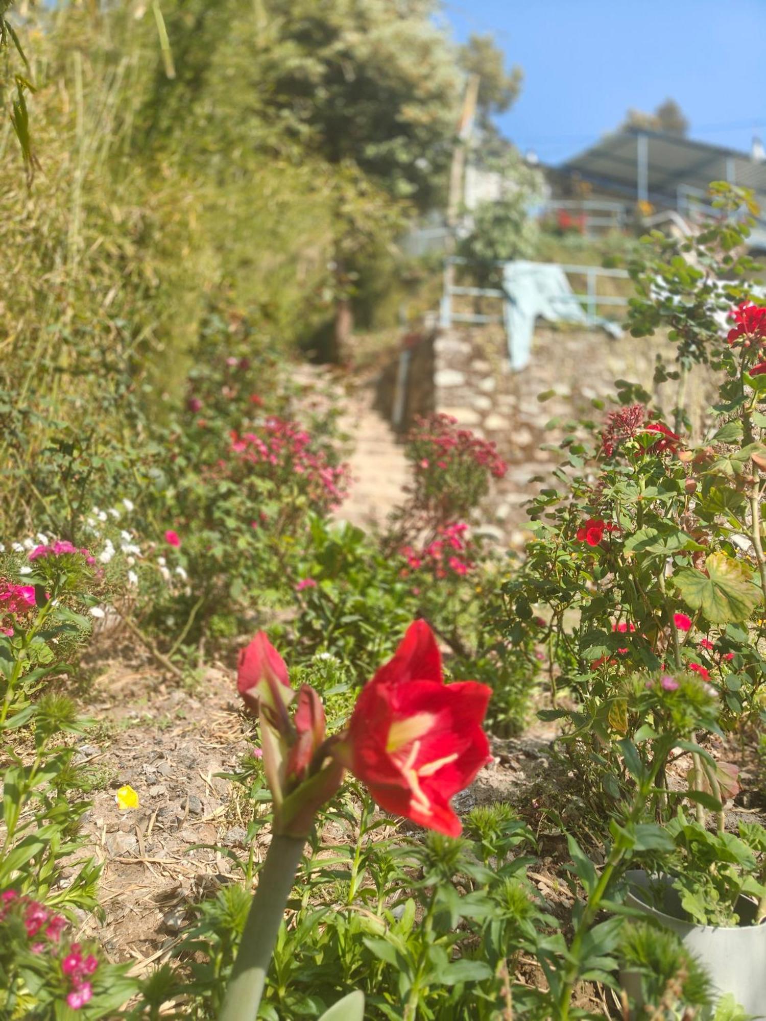 Himwanderer Camps & Cottages Pangot Nainital Exterior photo